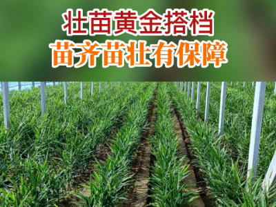 壯苗黃金搭檔 苗齊苗壯有保障 ()