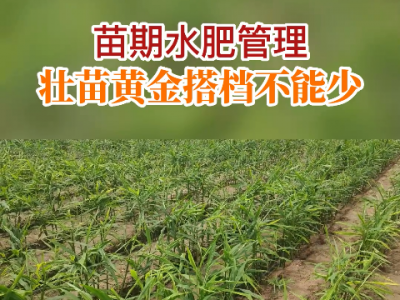 苗期水肥管理 壯苗黃金搭檔不能少 ()