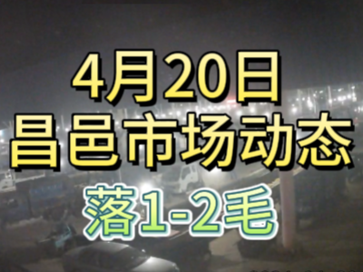 4月20日 琨福市場大姜價格（落1-2毛） (88播放)