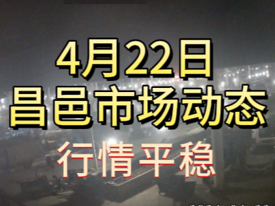 4月22日 琨福市場大姜價格（行情平穩） (100播放)