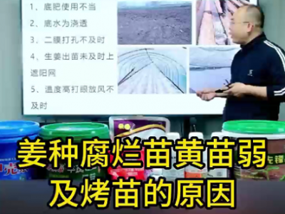 姜種腐爛苗黃苗弱及烤苗的原因 (72播放)