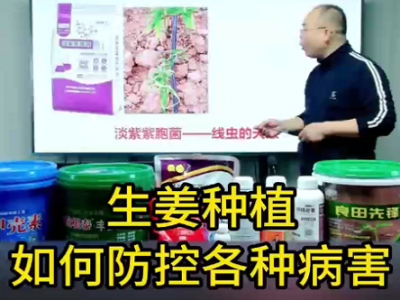 生姜種植如何防控各種病害 (76播放)