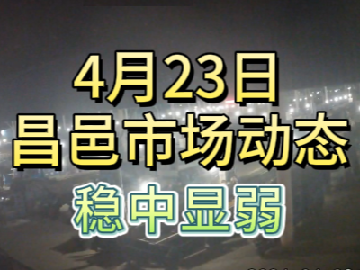 4月23日 琨福市場大姜價格（穩中顯弱） (105播放)
