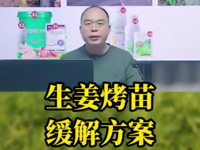 生姜烤苗 緩解方案 ()