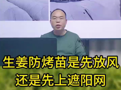 生姜防烤苗是先放風還是先上遮陽網 ()