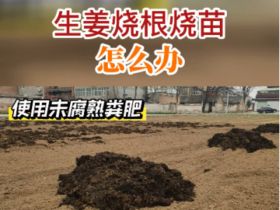 生姜燒根燒苗怎么辦？ ()