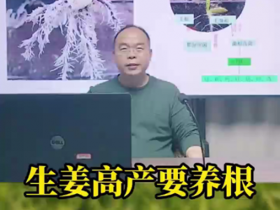 生姜高產要養根 ()