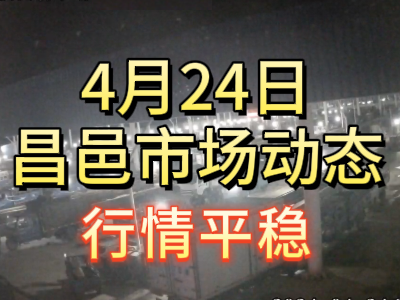 4月24日 琨福市場大姜價格（行情平穩） (72播放)