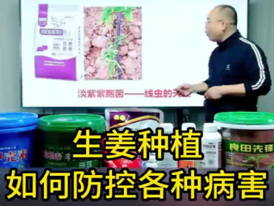 生姜種植如何防控各種病害 (80播放)