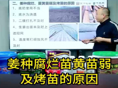 姜種腐爛苗黃苗弱及烤苗的原因 (85播放)