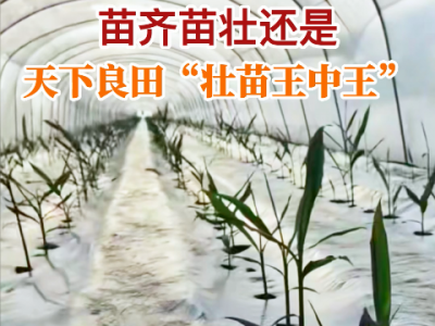 苗齊苗壯還是天下良田“壯苗王中王” ()