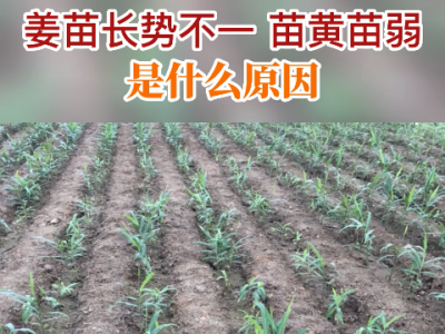 姜苗長勢不一 苗黃苗弱是什么原因？ ()