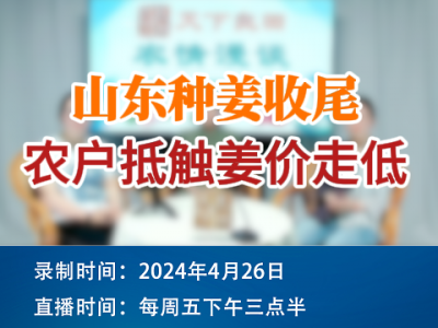 山東種姜收尾，農戶抵觸姜價走低！ (141播放)