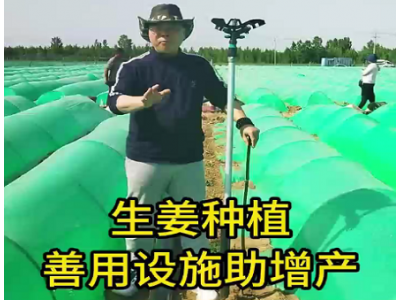 生姜種植：善用設施助增產 (69播放)