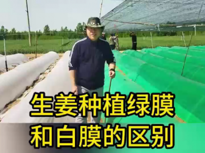 生姜種植：綠膜與白膜的區別 (120播放)