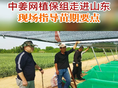 中姜網植保組走進山東現場指導苗期要點 ()