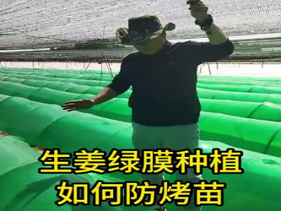 生姜綠膜種植如何防烤苗？ ()
