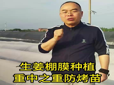生姜棚膜種植 重中之重防烤苗 ()