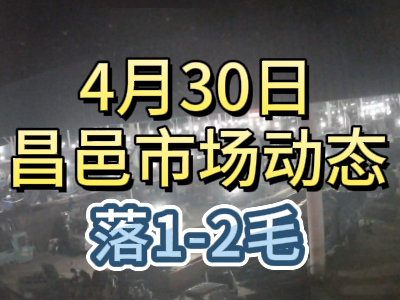 4月30日 琨福市場大姜價格（落1-2毛） (71播放)