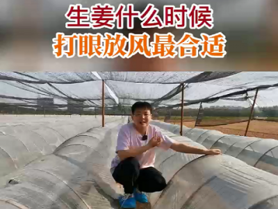 生姜什么時(shí)候打眼放風(fēng)最合適？ ()