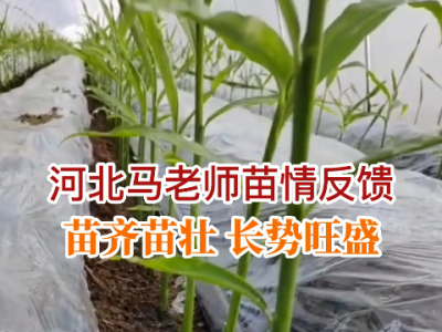 河北馬老師苗情反饋 苗齊苗壯長勢旺盛 (94播放)