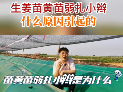 生姜苗黃苗弱扎小辮什么原因引起的？ ()