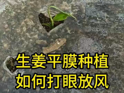 生姜平膜種植 如何打眼放風 ()