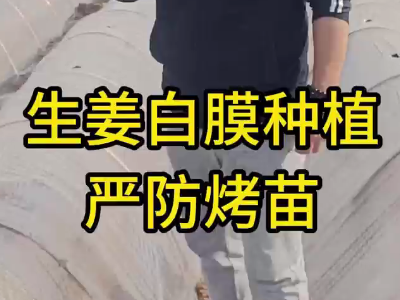 生姜白膜種植 嚴防烤苗 ()