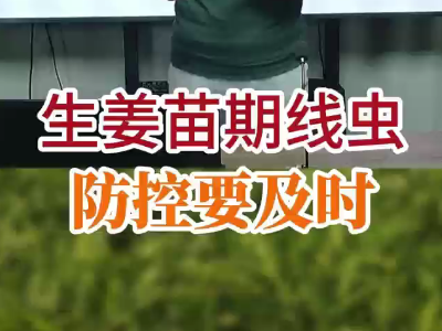 生姜苗期線蟲 防控要及時(shí) ()
