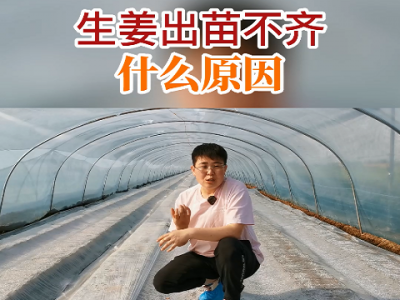 生姜出苗不齊什么原因？ ()