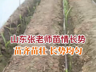 山東張老師姜苗 苗齊苗壯 長(zhǎng)勢(shì)均勻 ()