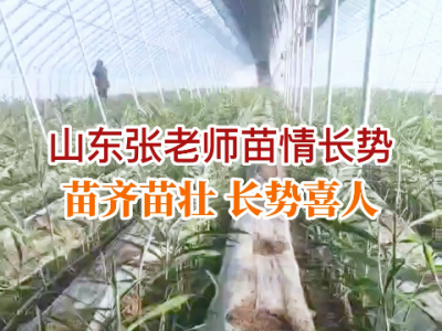 山東張老師姜苗 苗齊苗壯 長(zhǎng)勢(shì)喜人 ()