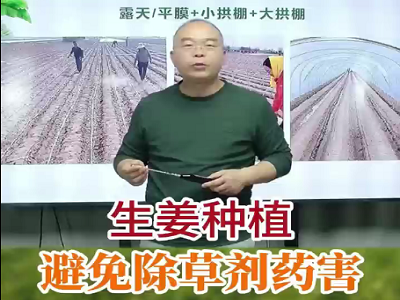 生姜種植 如何避免除草劑藥害？ (76播放)