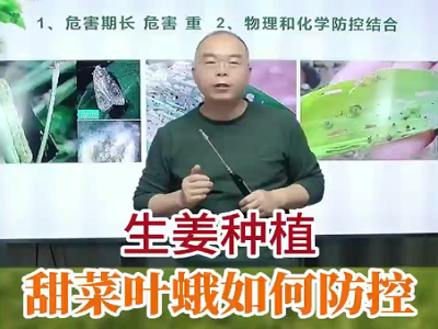 生姜種植甜菜葉蛾如何防控？ (74播放)