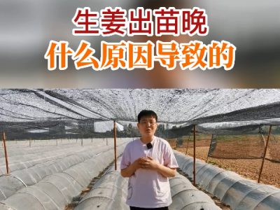 生姜出苗晚 什么原因導致的？ ()