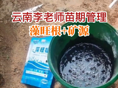 云南李老師苗期管理 (85播放)