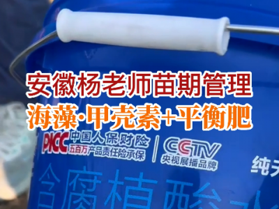 安徽楊老師苗期管理 (106播放)