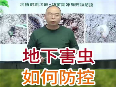 地下害蟲如何防控？ (109播放)