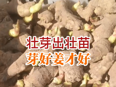 壯芽出壯苗，苗好姜才好！ ()