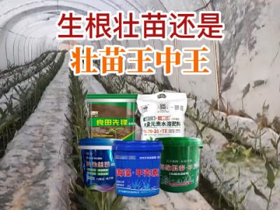生根壯苗還是 壯苗王中王 ()