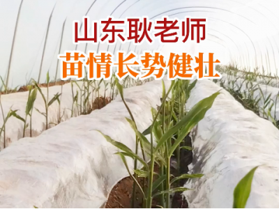 山東耿老師苗情反饋：姜苗長勢健壯 ()