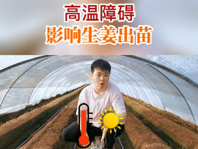 高溫障礙影響生姜出苗！ ()