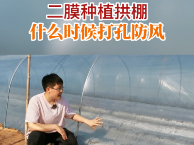 二膜種植拱棚什么時候打孔防風(fēng)？ ()