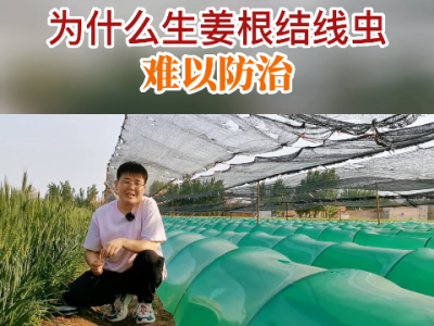 為什么生姜根結線蟲難以防治？ ()