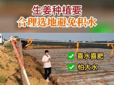 生姜種植要合理選地避免積水 (67播放)