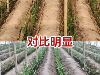 藻旺根沖施前后對比 ()