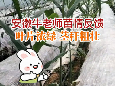 安徽牛老師苗情反饋：葉片濃綠 莖桿粗壯 (130播放)