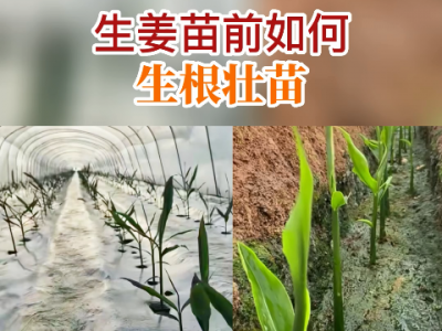 生姜苗前如何生根壯苗！ ()