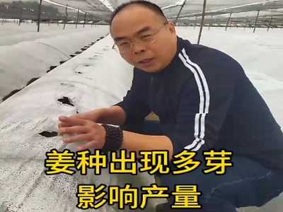 姜種出現多芽 影響產量 (104播放)