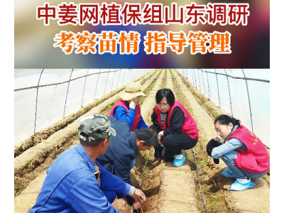 中姜網(wǎng)植保組山東調(diào)研 考察苗情指導(dǎo)管理 ()